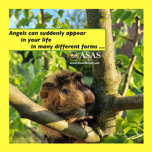 Guinea Pig angels...