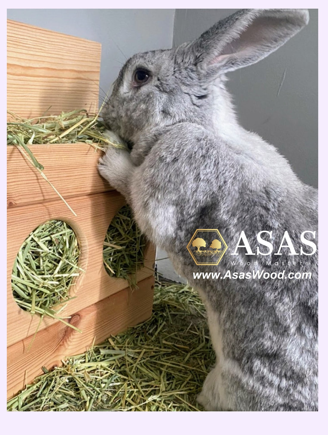 Rabbit Rescue Center Join us and let's support together small animal rescue centers – AsasWood