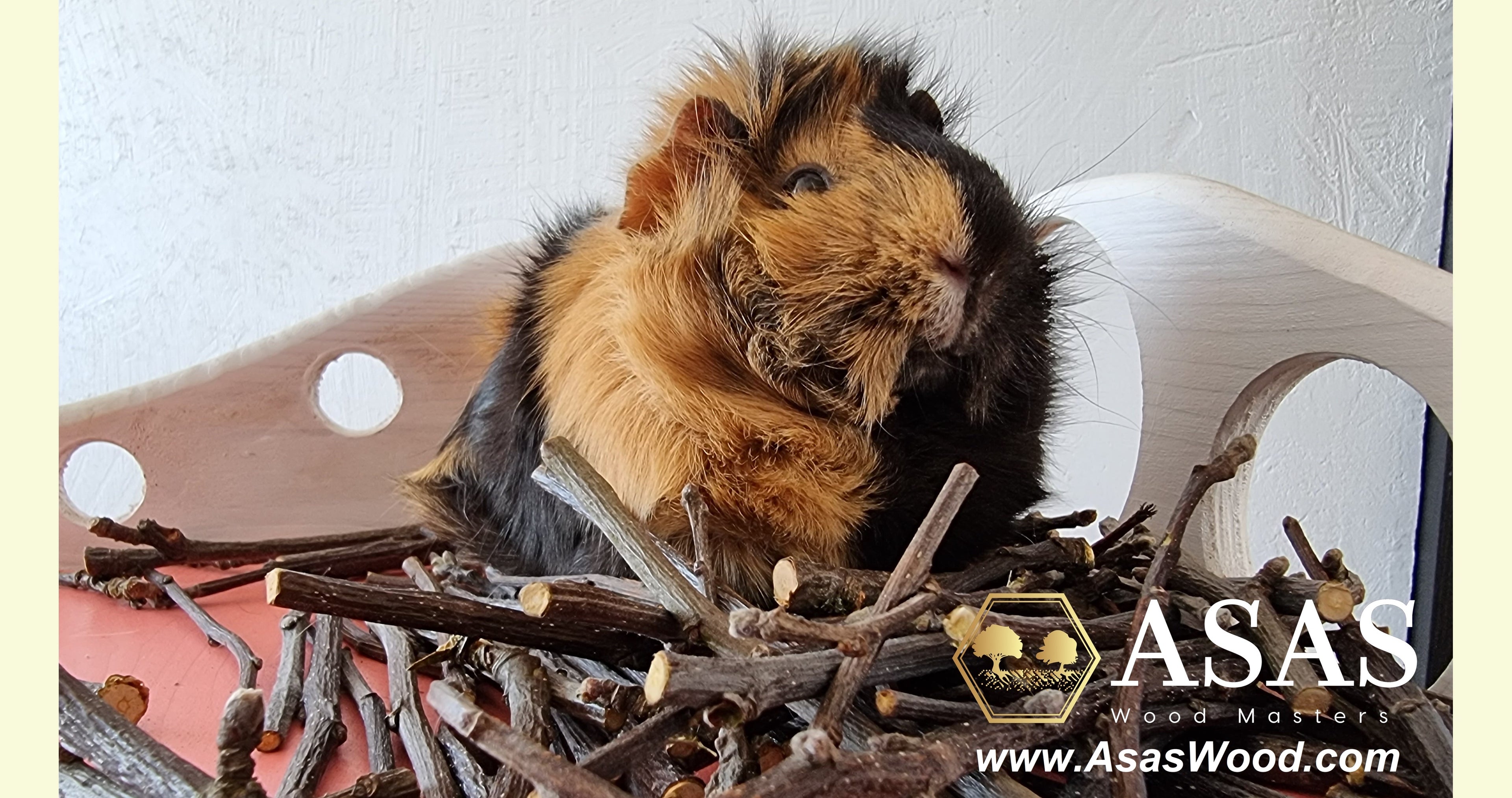 Load video: Guinea pig enjoys apple tree chew sticks