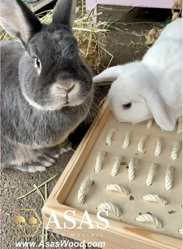two very nice bunnies are playing with digging box