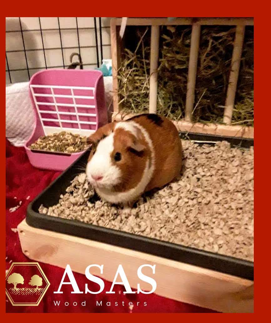 guinea pig is happy in her new guinea pig hay feeder with litter box, you can see another hay feeder from amazon