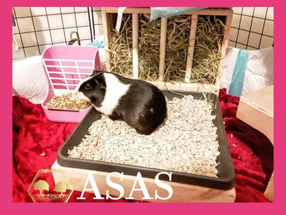 black and white guinea pig is in it's guinea pig litter box and hay feeder full of hay
