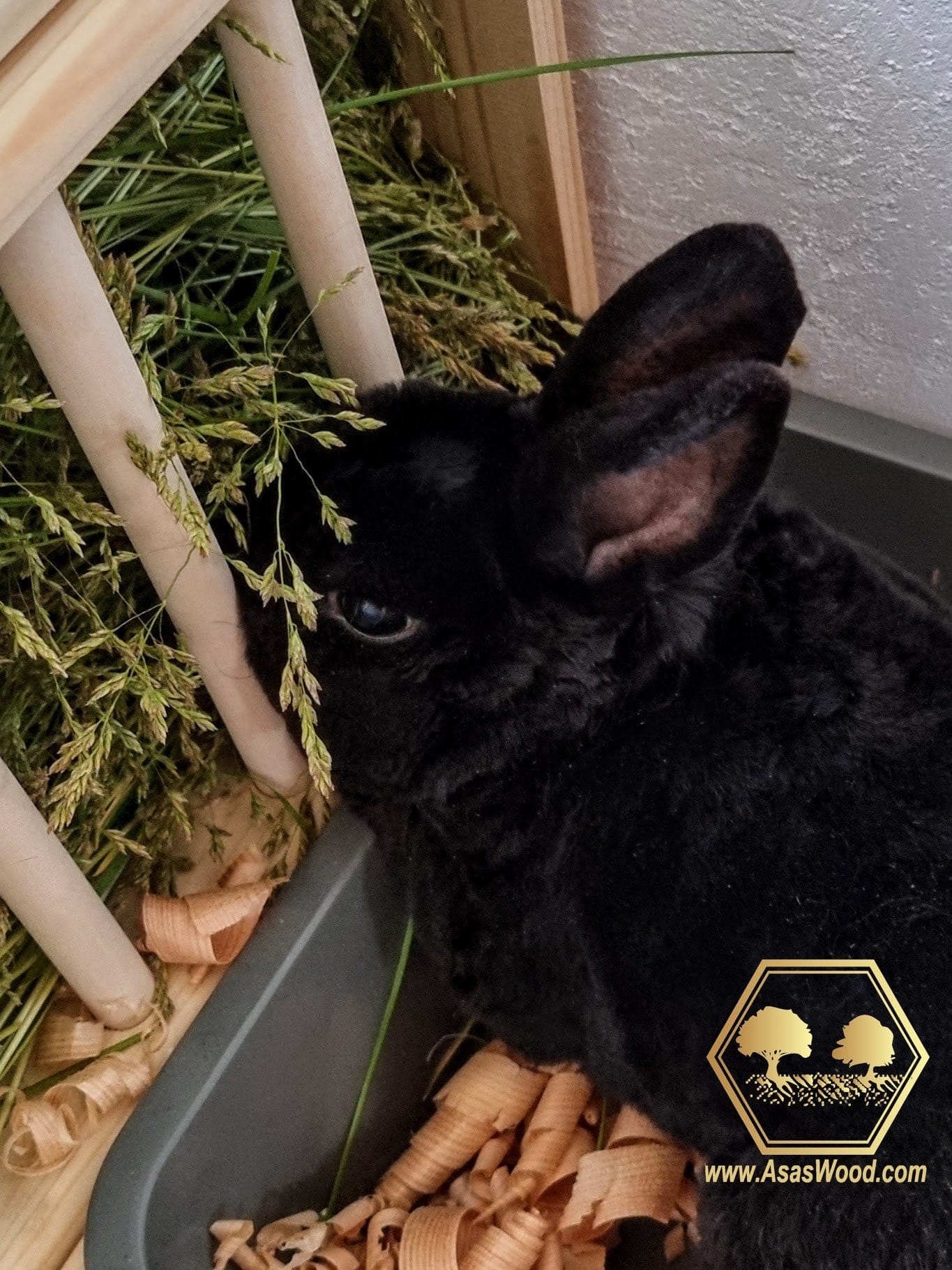 beautiful bunny is eating his hay from wooden handmade hay feeder