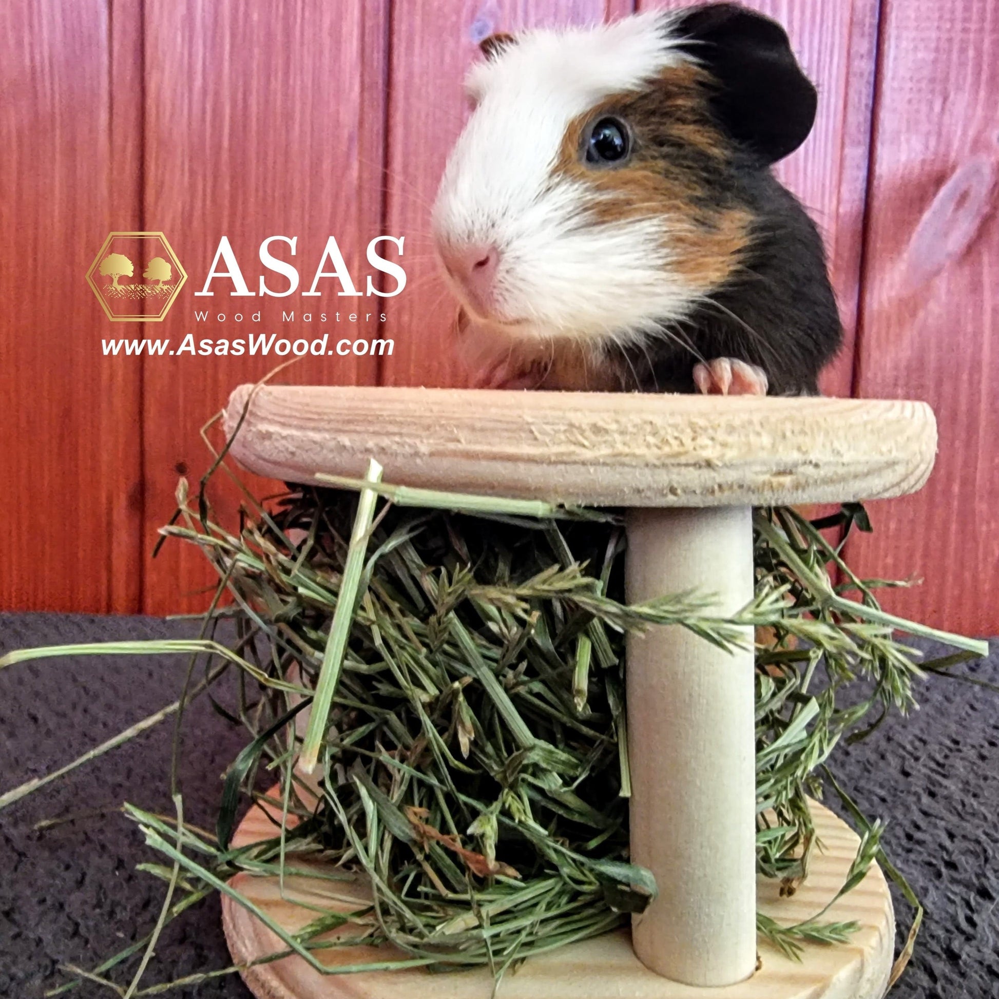 mini hay holder for guinea pig, cute guinea pig is playing and watching
