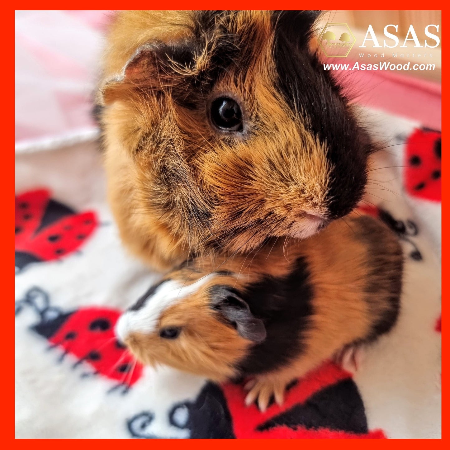 two cute guinea pigs and fleece liners, made by asaswood
