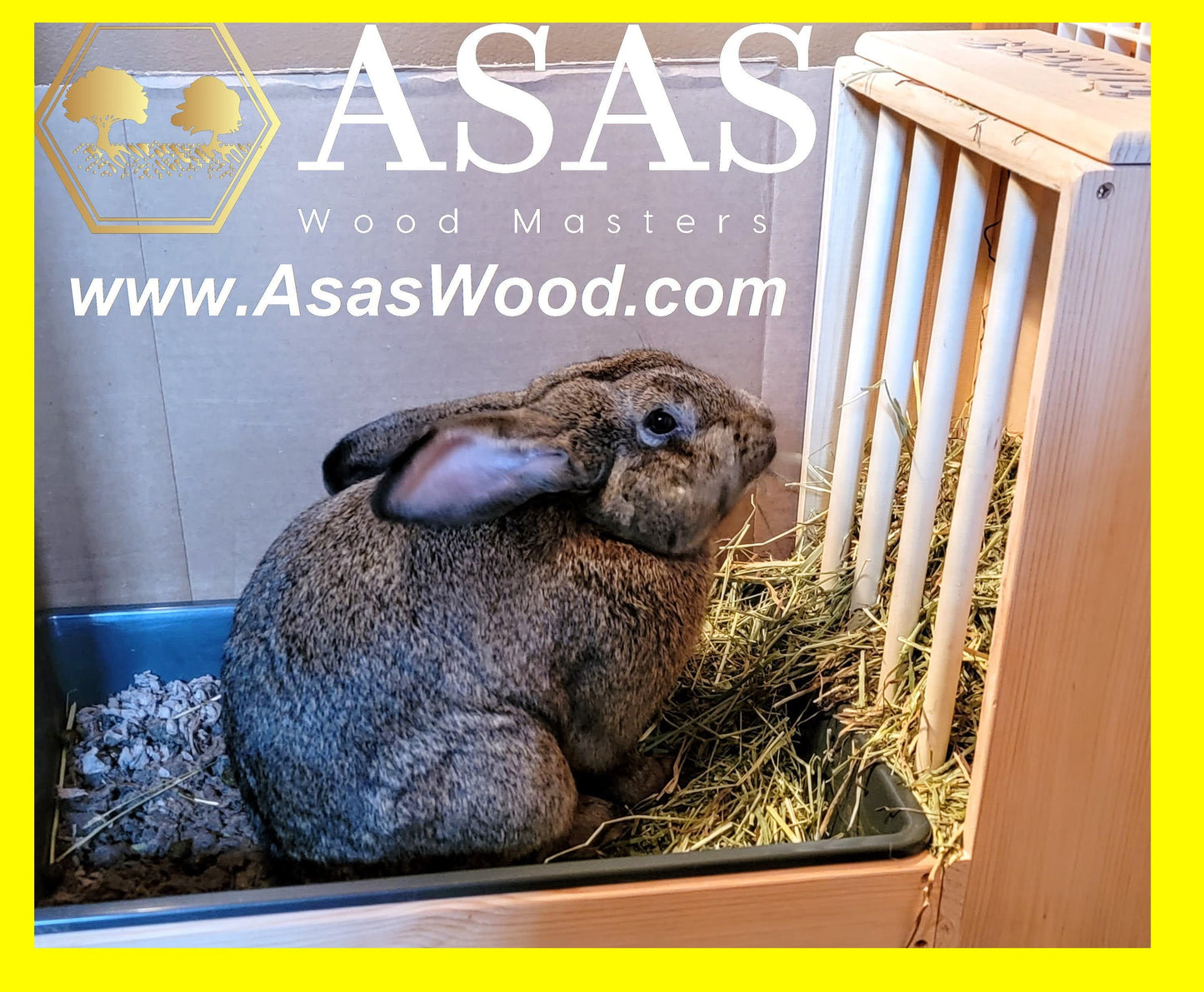 Giant Flemish cute huge rabbit sitting in a rabbit litter box and eating hay from wooden hay feeder, made by AsasWood