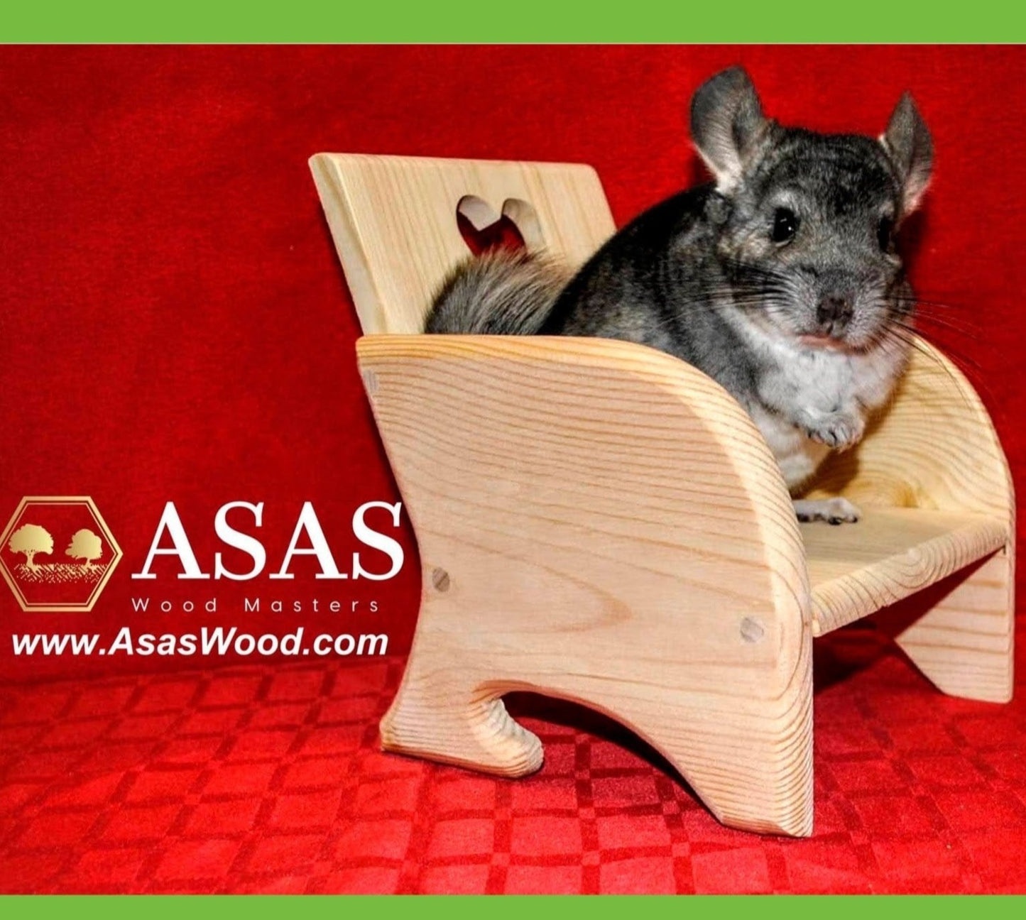 Chinchilla is watching and sitting on wooden chinchilla chair