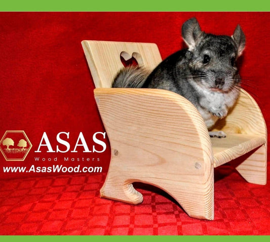 Chinchilla is watching and sitting on wooden chinchilla chair