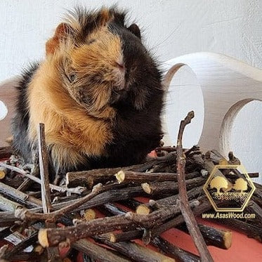 guinea pig eating apple tree chew sticks