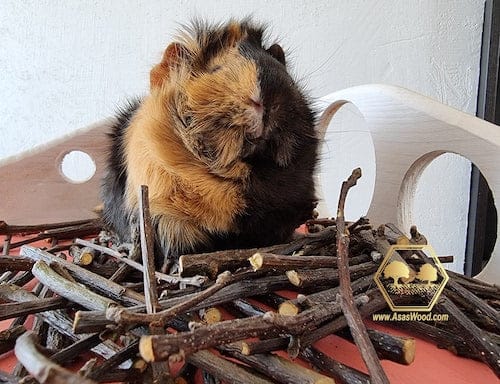 Apple Tree Chew Sticks for guinea pigs, made by AsasWood