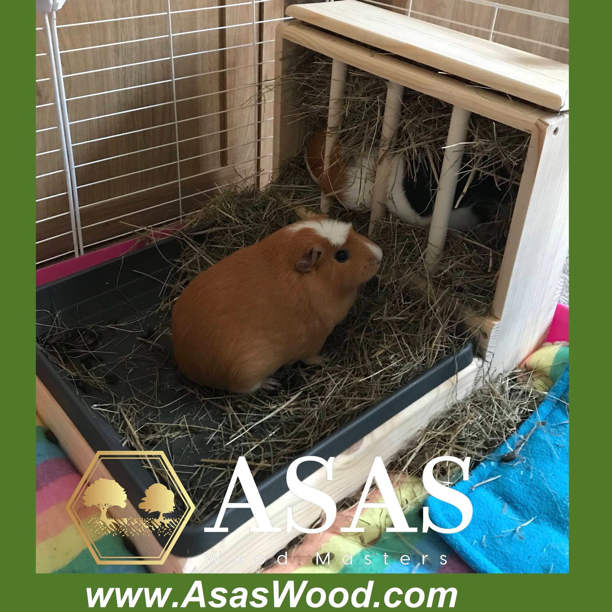 guinea pigs eating hay and enjoys their hay feeder with litter box from asaswood