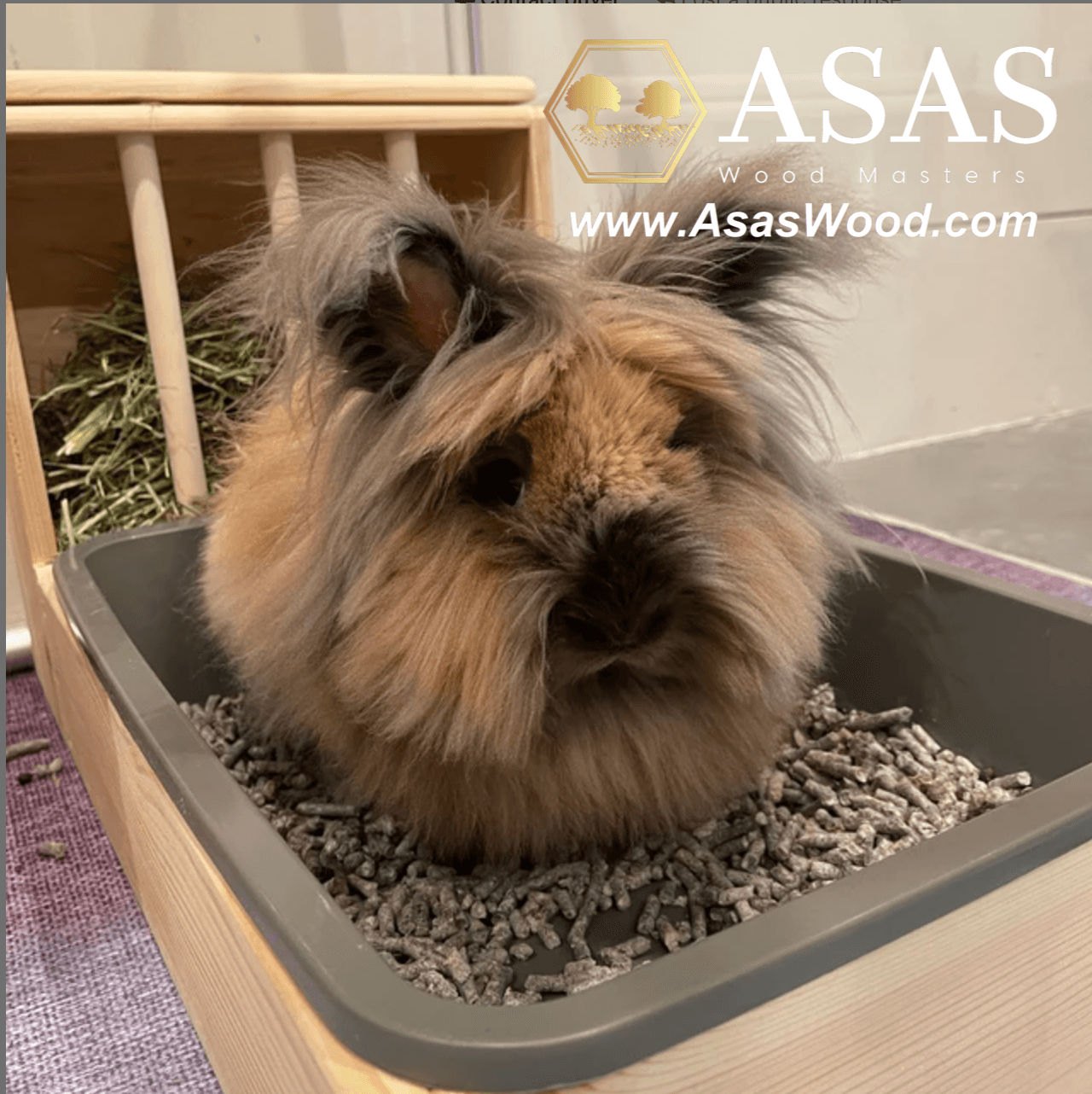 a fluffy beautiful bunny in litter box with rabbit hay rack