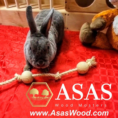 blue mini rex rabbit is playing with toss toy for bunny