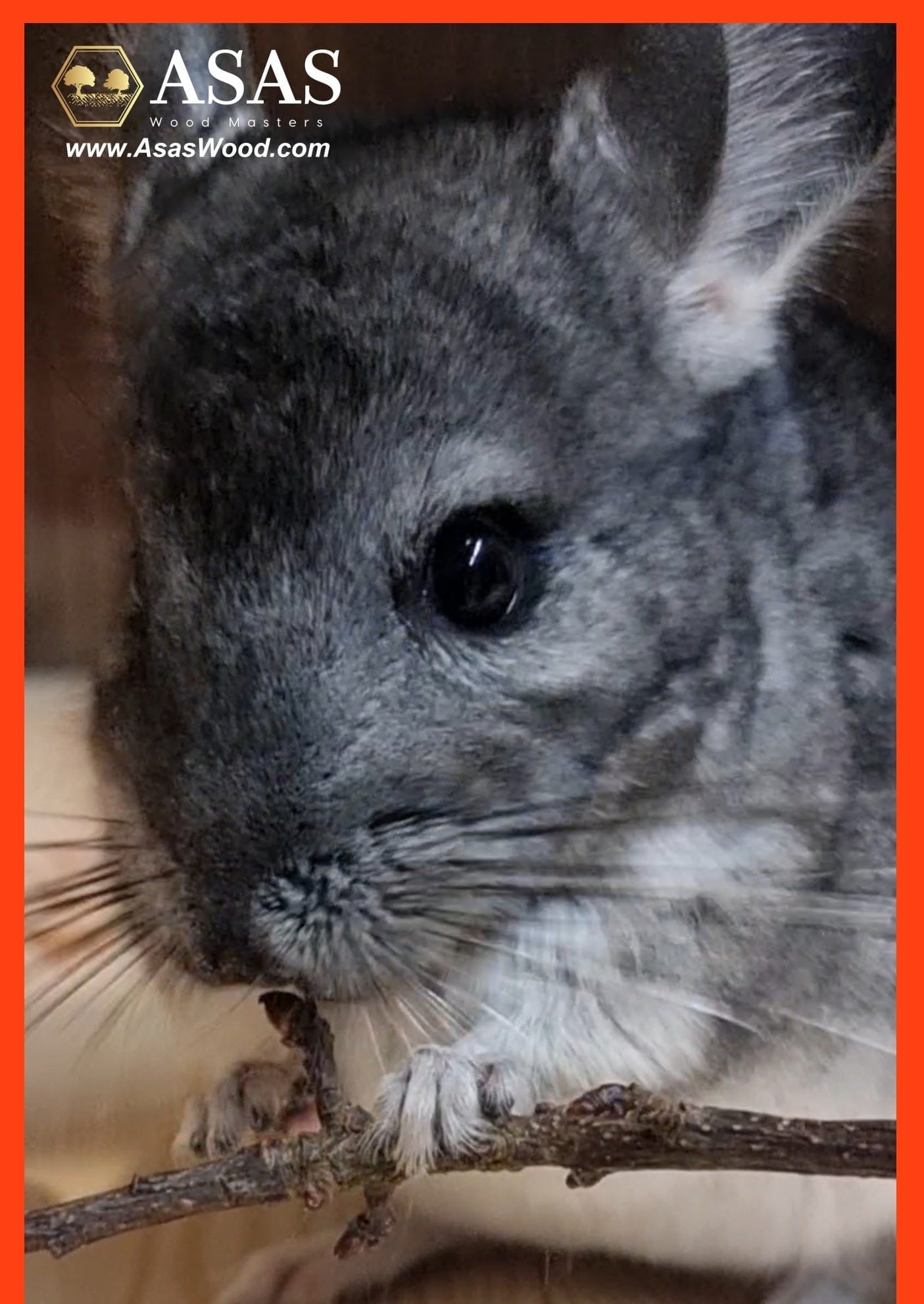 Chinchilla fashion wood chews