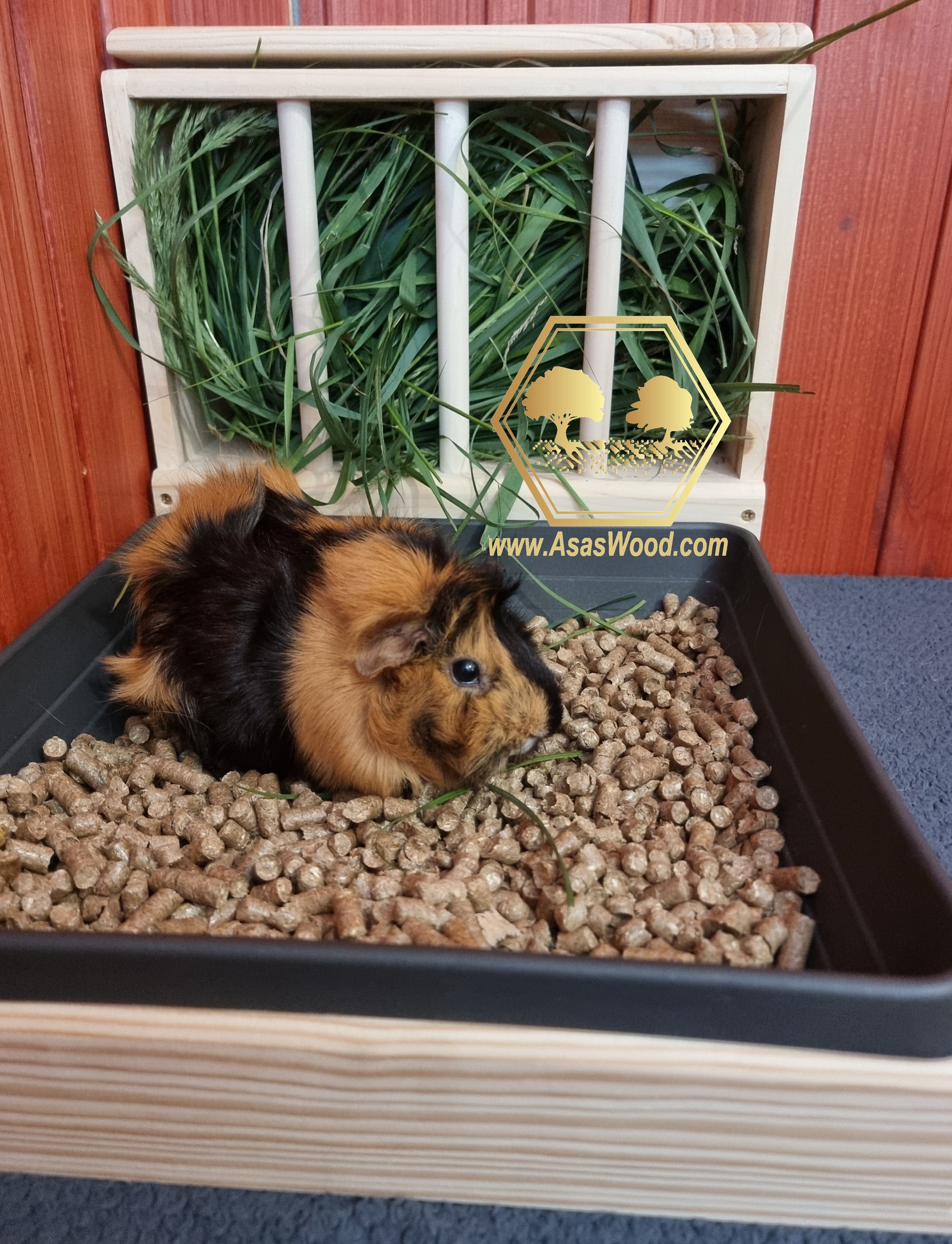 Guinea Pig Hay feeder with Litter box AsasWood