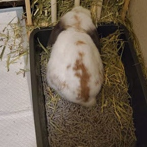 bunny is eating hay from wooden hay feeder with litter box