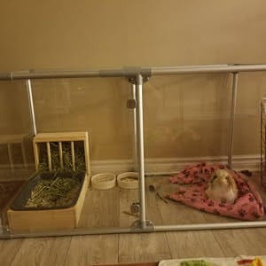 rabbit is laying is his set up, rabbit hay feeder with litter box, bunny food bowls