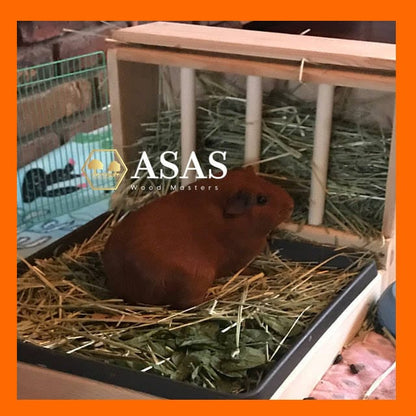 guinea pig hay feeder and litter box, brown guinea pig is eating hay