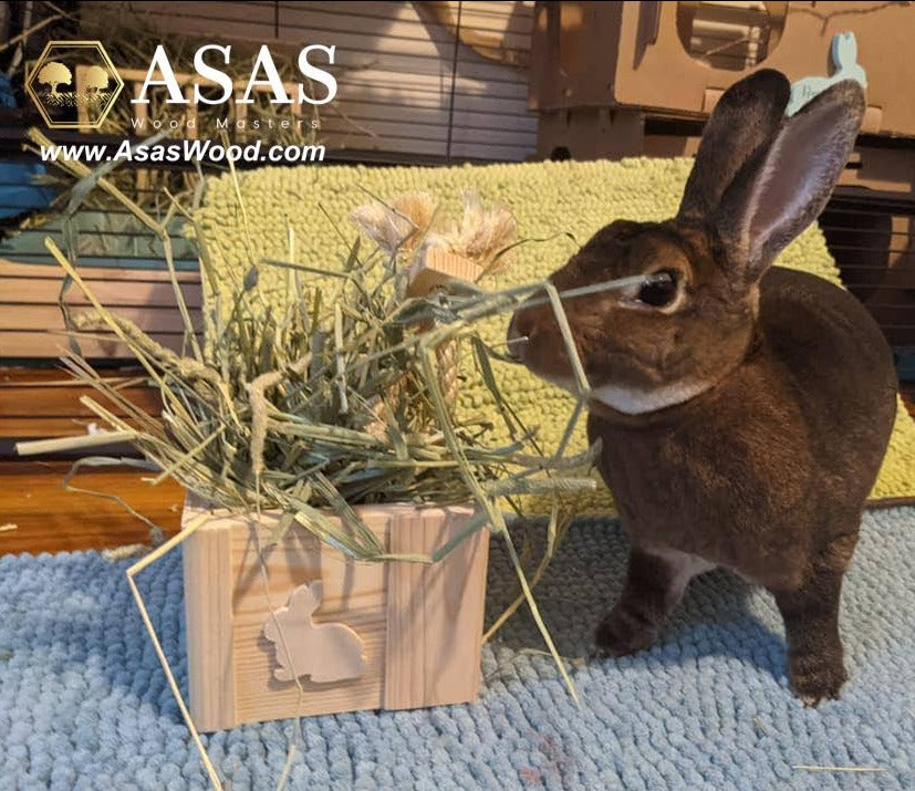 Beautiful Rex rabbit is eating hay from wooden hay box with hand cut bunny symbol